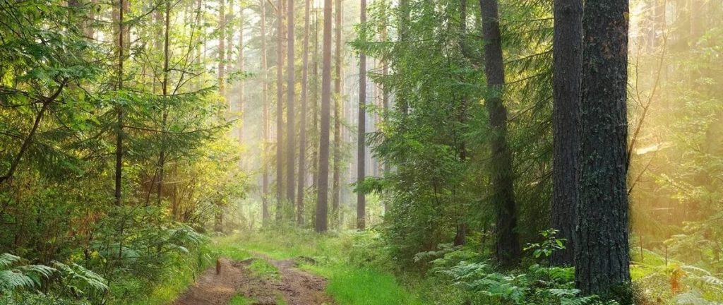 Леса — природное достояние Вологодской области